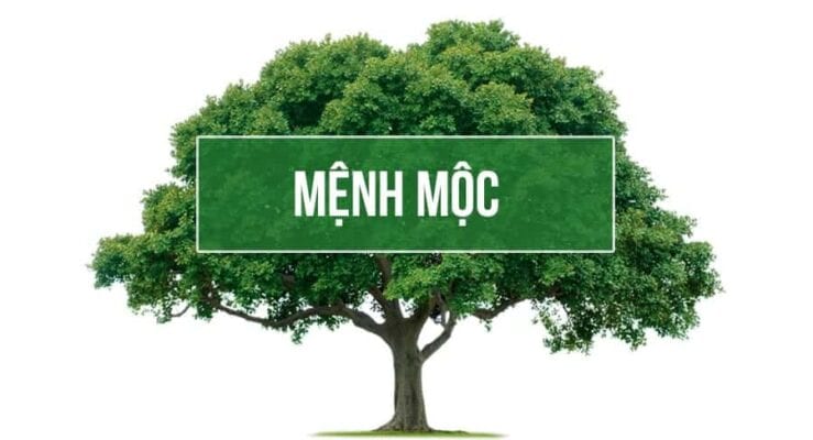 Khám Phá Con Số Hợp Mệnh Mộc - Bí Quyết Thành Công Từ Con Số